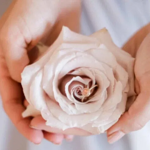 Blassrosa Rose mit zwei Eheringen in der Mitte, gehalten von Händen – eine symbolische Darstellung von Zuneigung und Verbindung.