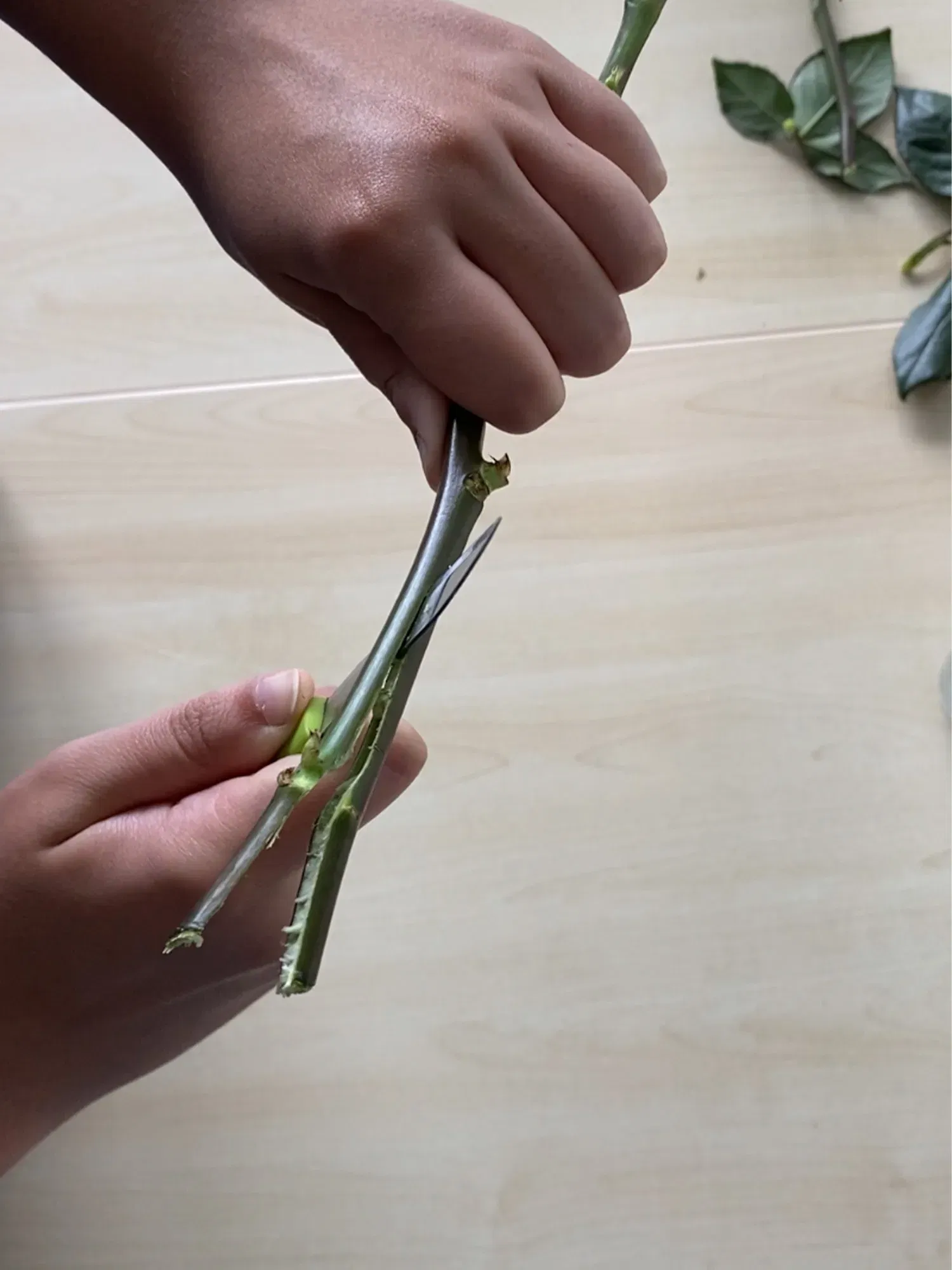 Eine Hand hält den Stiel einer Rose, während die andere den Stiel mit einer Schere präzise abschneidet.