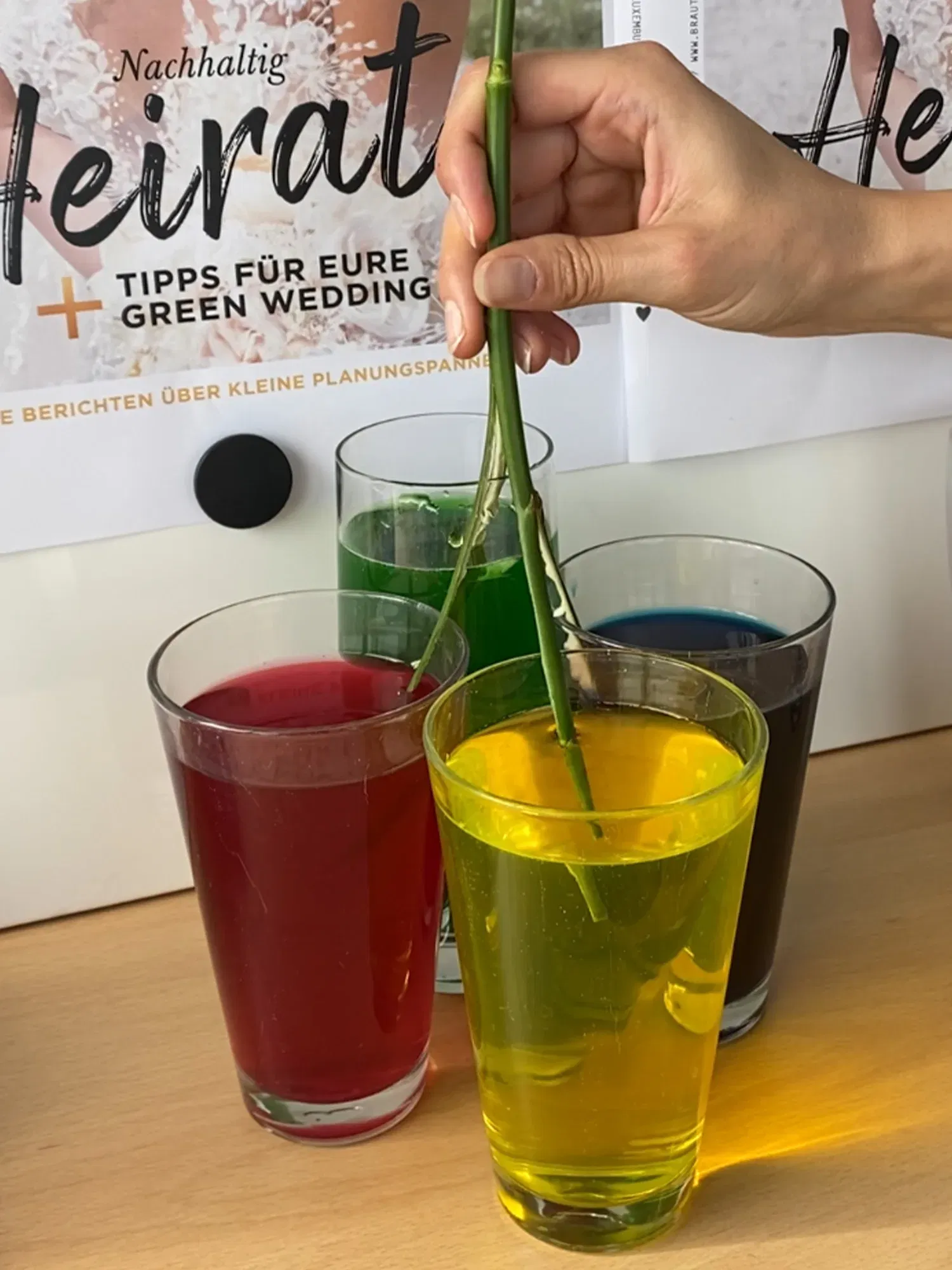 Eine Hand taucht einen Rosenstiel in gelbes Wasser, um die Blüten mit der Farbe aufzufrischen. Andere Gläser mit buntem Wasser stehen daneben.