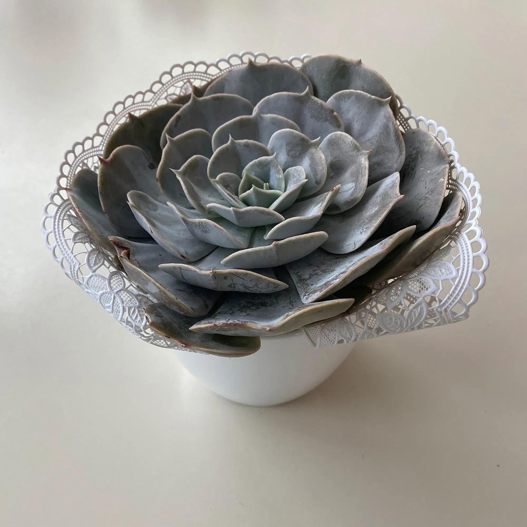 Sukkulente mit Spitzenstoff verziert