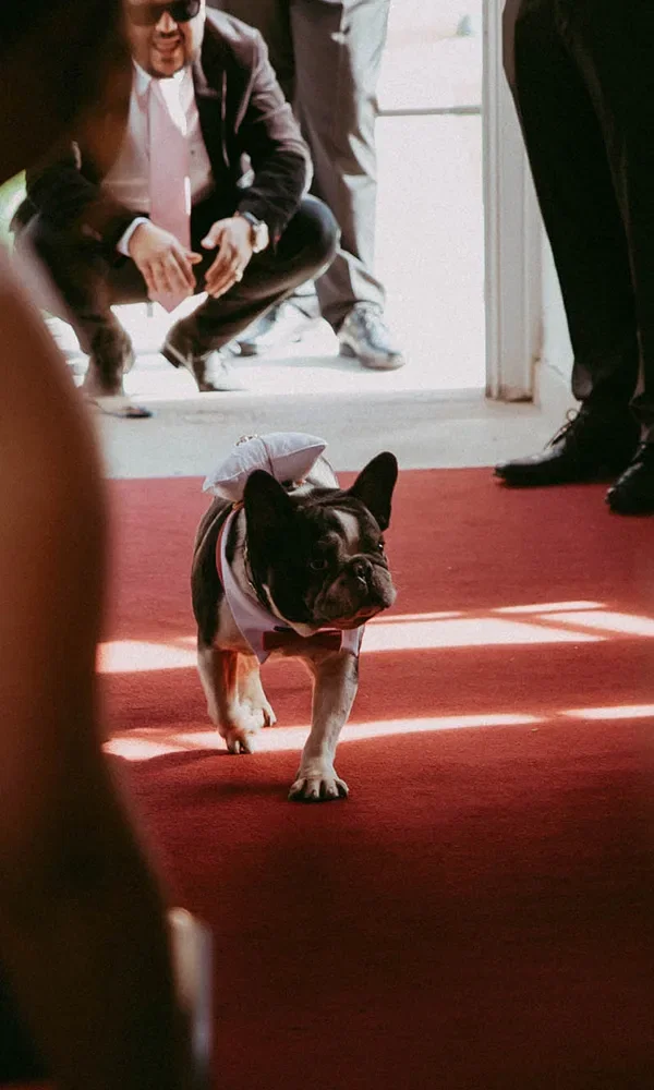 Eine französische Bulldogge mit einer weißen Fliege läuft über einen roten Teppich auf einer Hochzeit zu. Im Hintergrund knien Gäste, um den Hund anzusehen, während Sonnenlicht durch die Tür scheint.