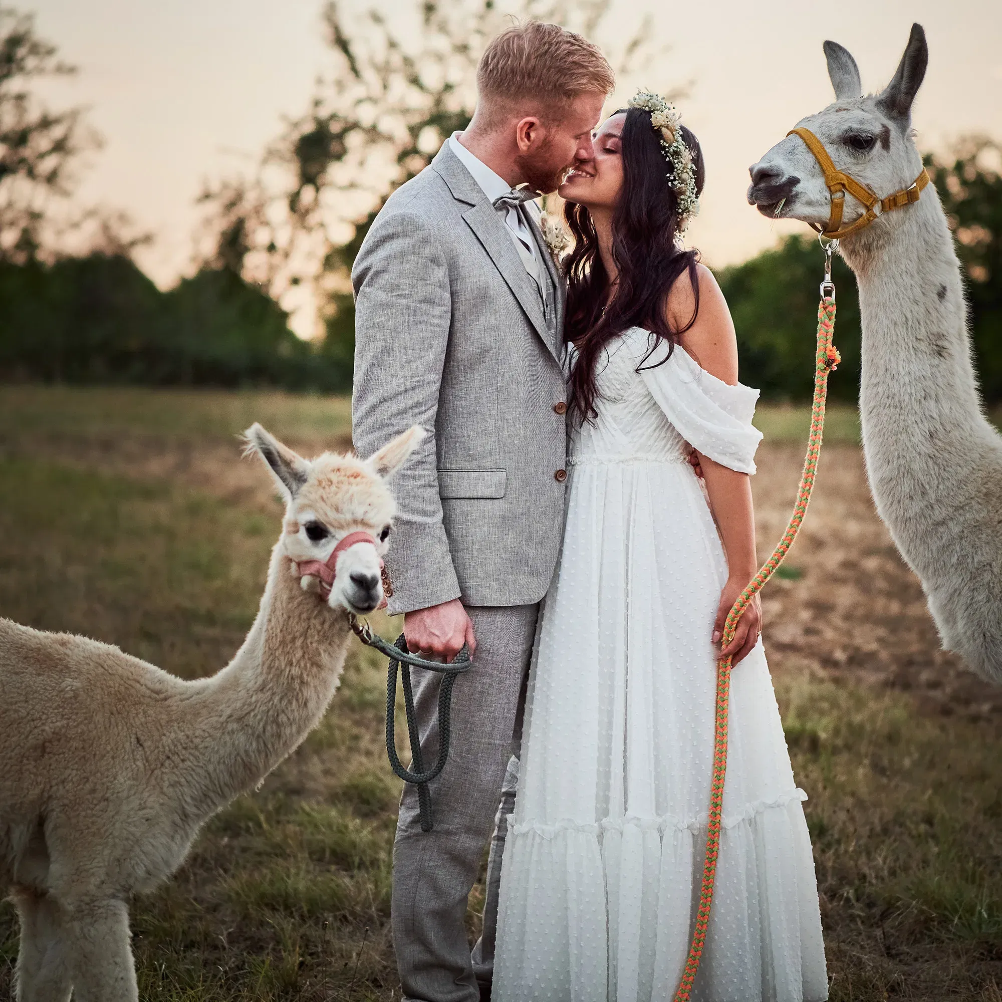 Eine romantische Szene mit einem Hochzeitspaar, das sich bei Sonnenuntergang küsst. Sie halten jeweils ein Alpaka an der Leine, und die warme Abendsonne verleiht dem Bild eine idyllische Stimmung.