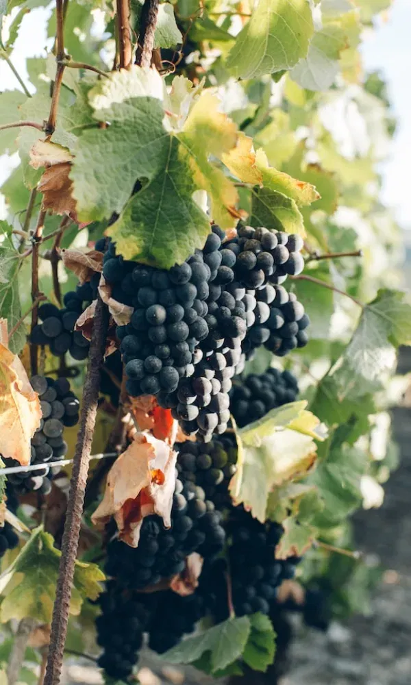 Dunkelviolette Weintrauben wachsen an einem sonnigen Herbsttag an einer Rebe, umgeben von grün-gelben Blättern.