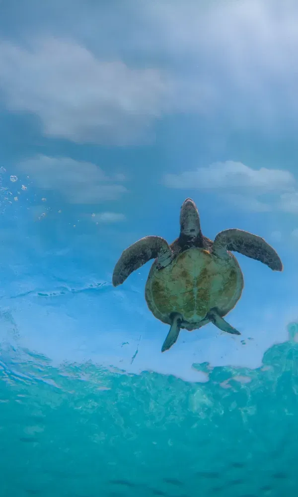 Meeresschildkröte im Ozean, fotografiert aus der Tiefe, mit Sonnenlicht, das durch das Wasser schimmert.