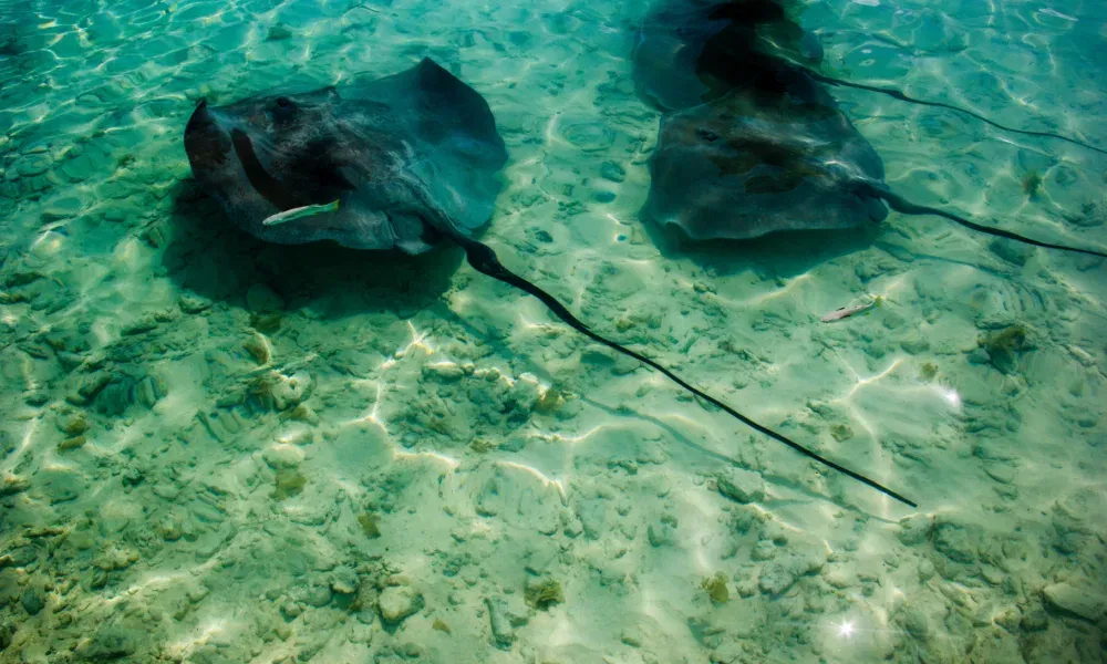 Im flachen Meer treiben zwei Rochen über den sonnenbeschienenen Grund, ihre langen Schwänze ziehen elegante Linien durchs Wasser.
