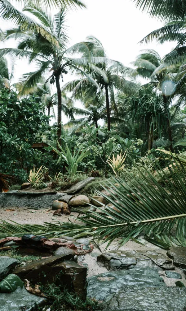 Tropische Naturkulisse mit Palmen, Sand, Steinen und heruntergewehten Blättern nach einem Sturm oder Regenfall.