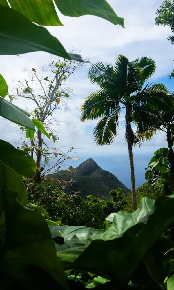 Üppige Pflanzen und Palmen bilden den Rahmen für einen atemberaubenden Blick auf einen vulkanischen Berg über dem Meer.