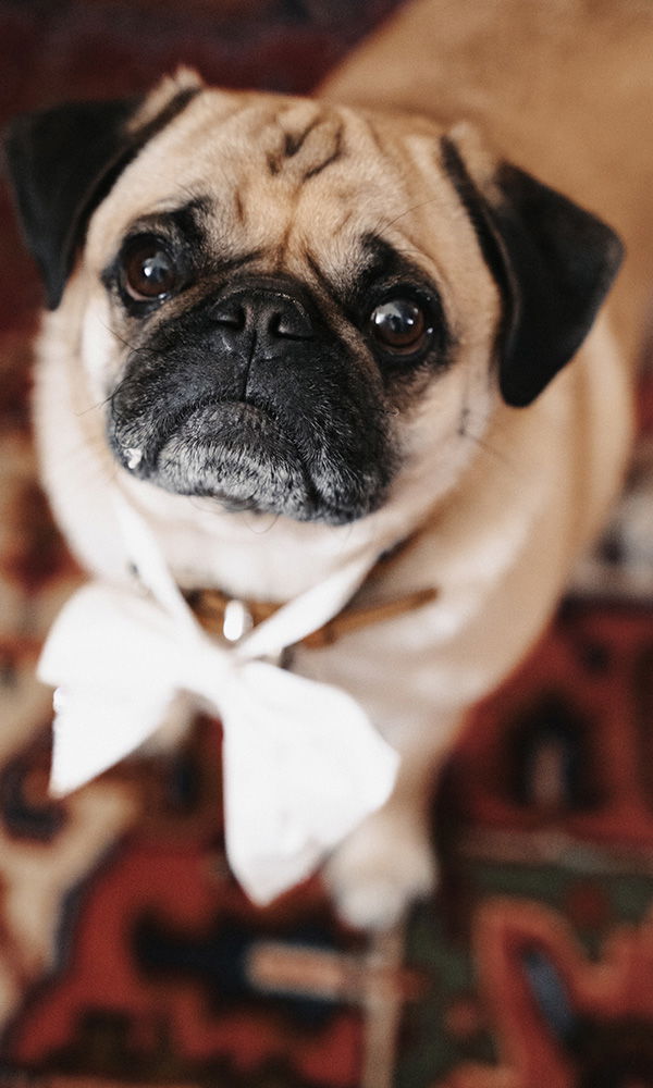 Porträt eines festlich geschmückten Mops mit treuem Blick.