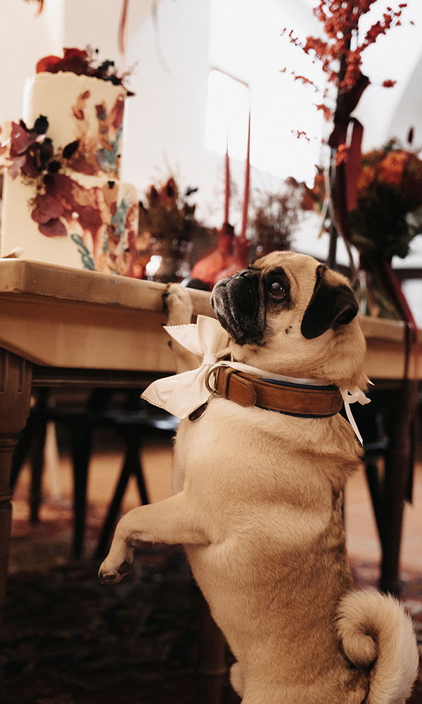 Festlich gekleideter Mops bewundert kunstvoll dekorierte Torte.