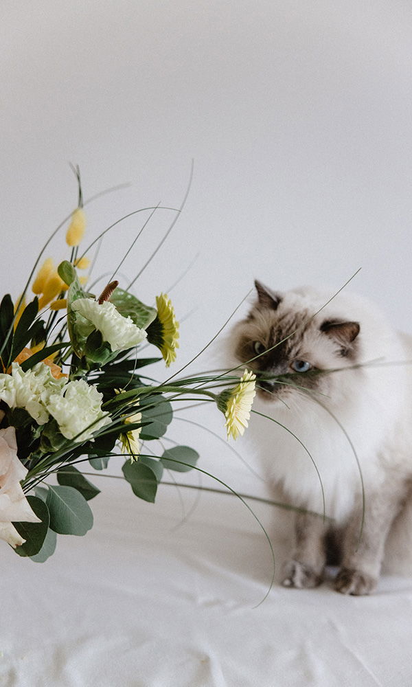 Verspielte Katze mit blauen Augen entdeckt duftende Hochzeitsblumen.
