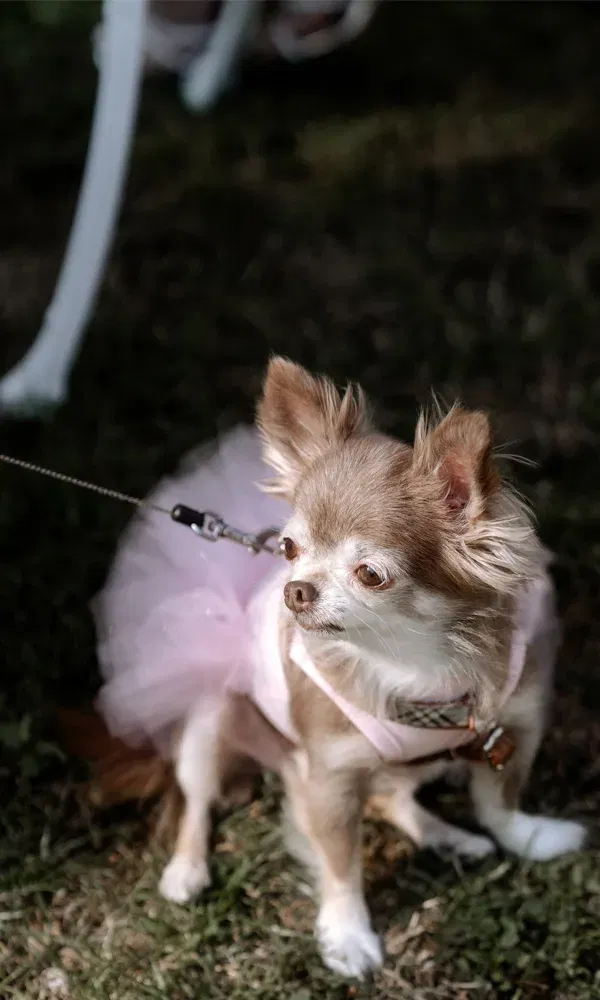 Der festlich gekleidete Chihuahua trägt ein rosa Tutu und blickt aufmerksam zur Seite – ein tierischer Hochzeitsgast.