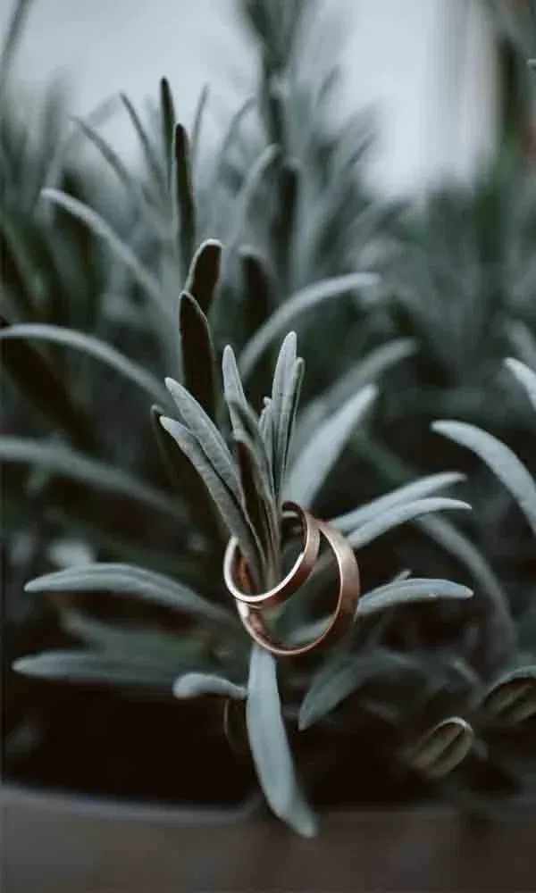 Symbolbild für die Ehe: Trauringe arrangiert in einem Lavendelbusch mit sanftem Grün im Hintergrund.