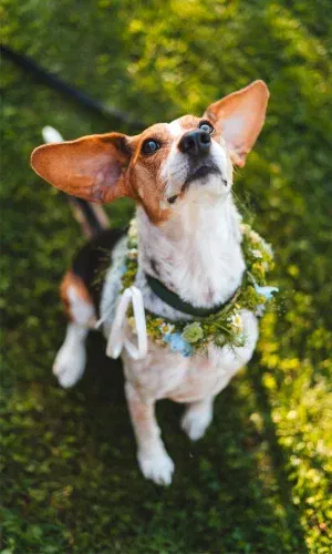 Niedriger Hund mit langen Ohren trägt festlichen Blumenkranz als süßes Hochzeits-Accessoire.